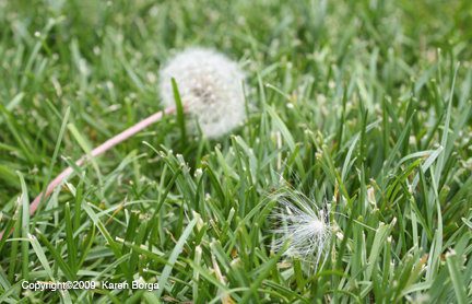 Miracles Come As Milkweed Seeds